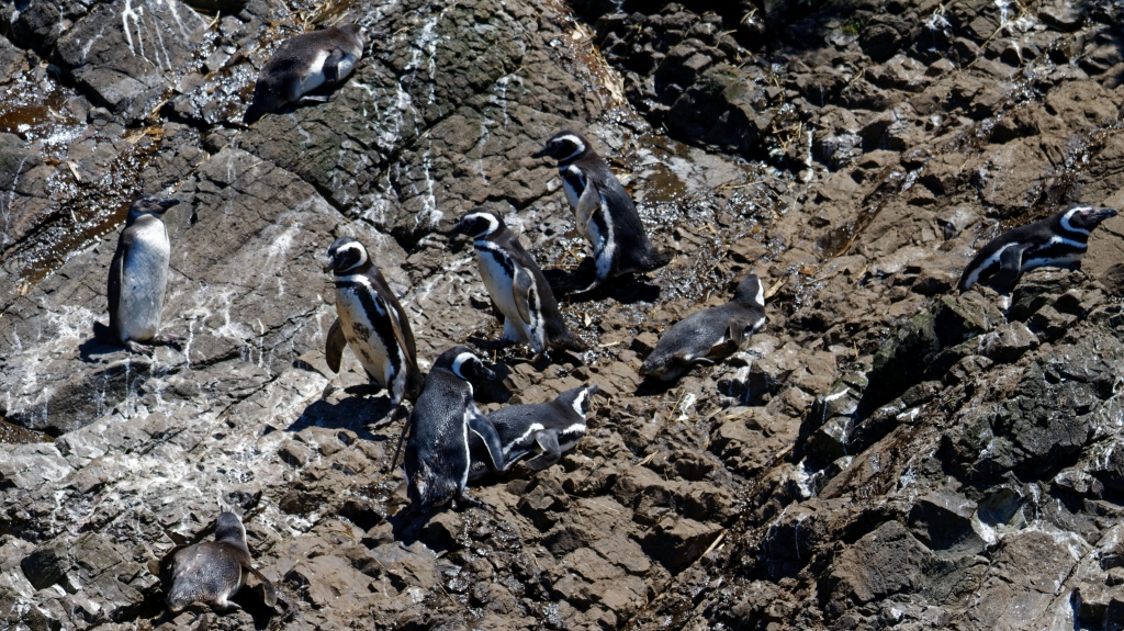 11 - Île de Chiloé (3) - Manchot de Magellan.jpg